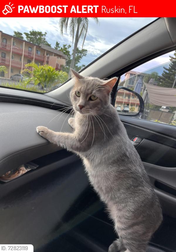 Lost Male Cat last seen Near s point , Ruskin, FL 33570