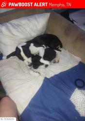 Lost Female Dog last seen Jackson avenue worford auto parts, Memphis, TN 38107