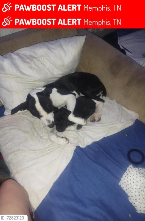 Lost Female Dog last seen Jackson avenue worford auto parts, Memphis, TN 38107
