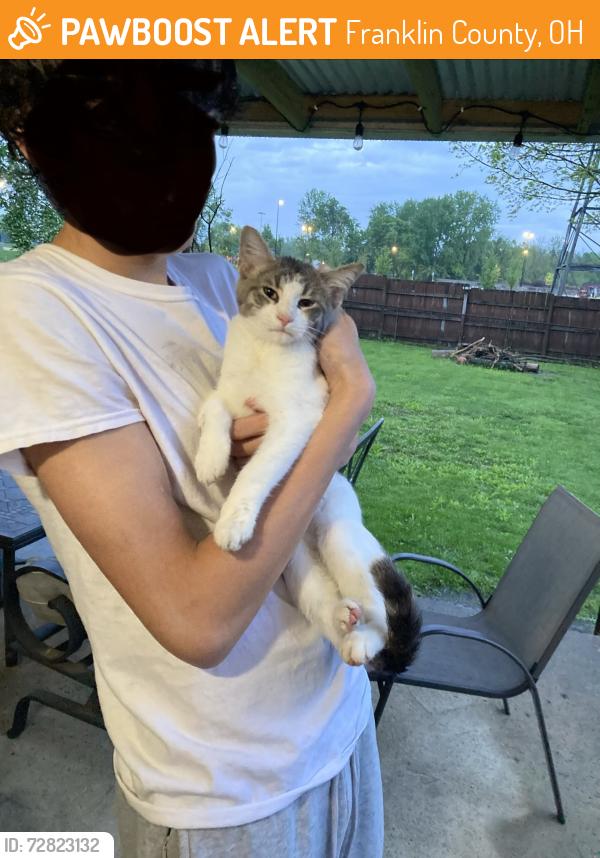 Found/Stray Male Cat last seen Westerville road near morse, Franklin County, OH 43231