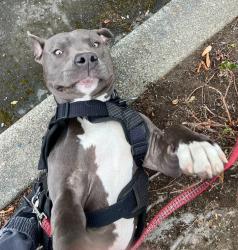 Lost Male Dog last seen Goodwill , Burien, WA 98166
