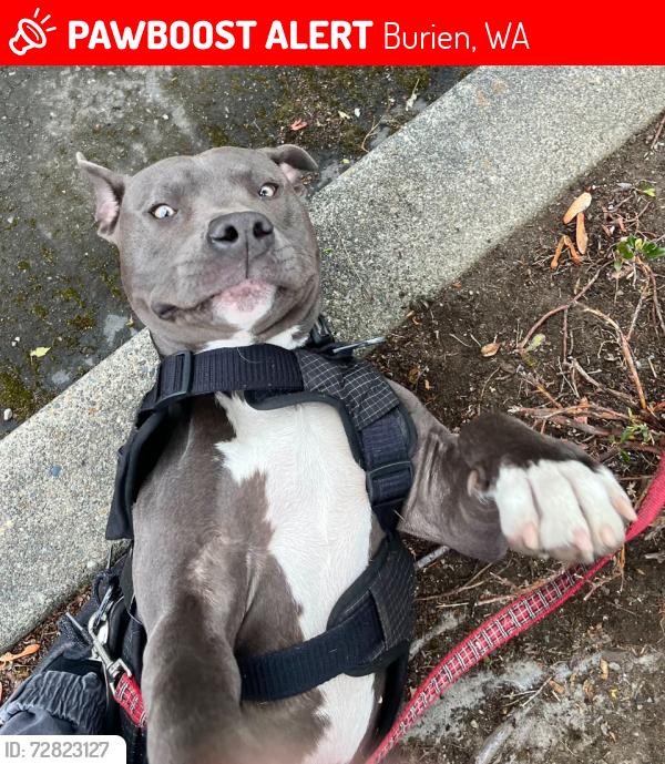 Lost Male Dog last seen Goodwill , Burien, WA 98166