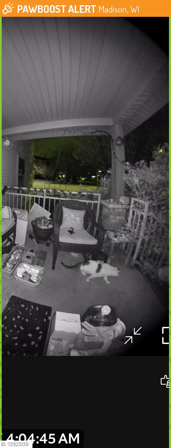 Found/Stray Unknown Cat last seen Waldorf Blvd, Madison, WI 53719