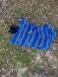 Found/Stray Female Dog last seen Stanton Ridge, Apopka, FL 32712
