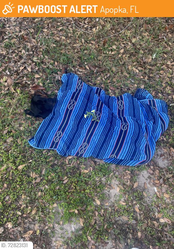 Found/Stray Female Dog last seen Stanton Ridge, Apopka, FL 32712