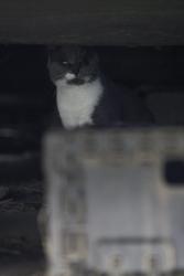 Found/Stray Unknown Cat last seen Addison road , Illawarra road , Marrickville, NSW 2204