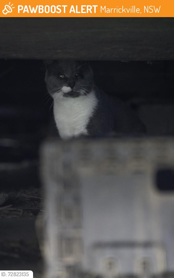 Found/Stray Unknown Cat last seen Addison road , Illawarra road , Marrickville, NSW 2204