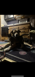 Lost Male Dog last seen 1431/old 1431 , Jonestown, TX 78645
