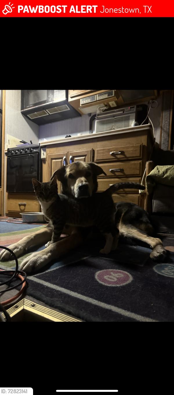 Lost Male Dog last seen 1431/old 1431 , Jonestown, TX 78645