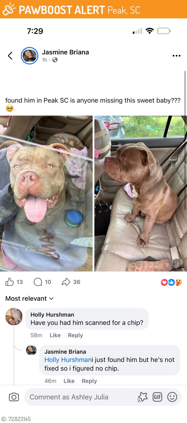 Found/Stray Male Dog last seen Found in peak currently in Lexington being fostered , Peak, SC 29075