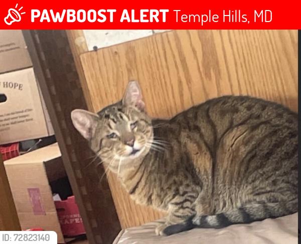 Lost Male Cat last seen 23rd place and Iverson st, Temple Hills, MD 20748