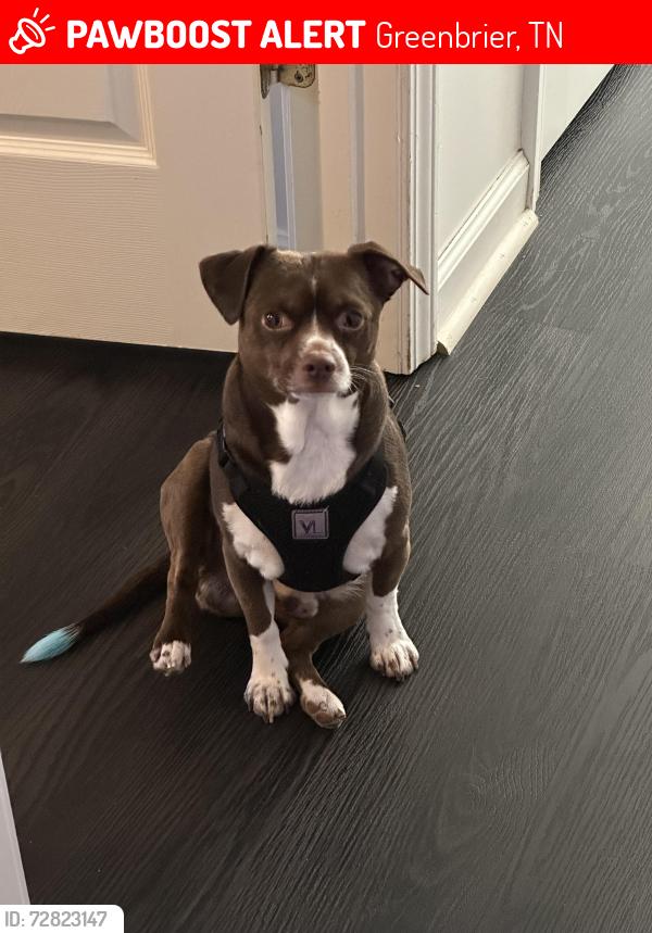 Lost Male Dog last seen Near rose street , Greenbrier, TN 37073