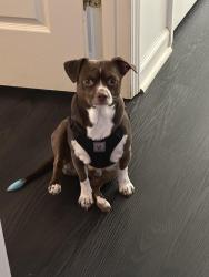 Lost Male Dog last seen Near rose street , Greenbrier, TN 37073