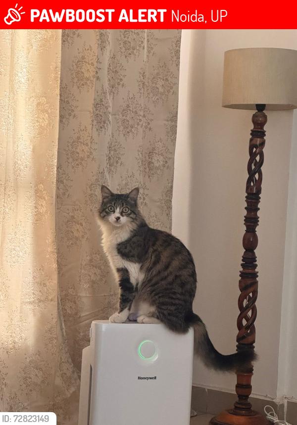 Lost Female Cat last seen CS7, Supertech Capetown, Sector 74, Noida, Noida, UP 201316