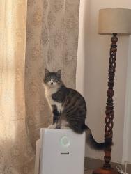 Lost Female Cat last seen CS7, Supertech Capetown, Sector 74, Noida, Noida, UP 201316