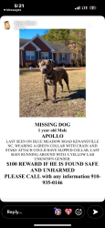 Lost Male Dog last seen Warsaw nc , Warsaw, NC 28398