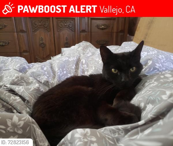 Lost Female Cat last seen Bayview , Vallejo, CA 94590