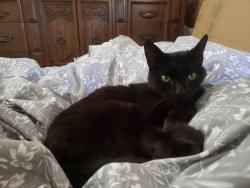 Lost Female Cat last seen Bayview , Vallejo, CA 94590