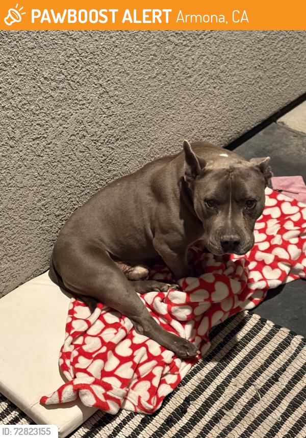 Found/Stray Unknown Dog last seen Near larkspur way Armona , Armona, CA 93202