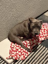 Found/Stray Unknown Dog last seen Near larkspur way Armona , Armona, CA 93202