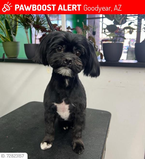 Lost Male Dog last seen Yuma and Sarival, Goodyear, AZ 85338