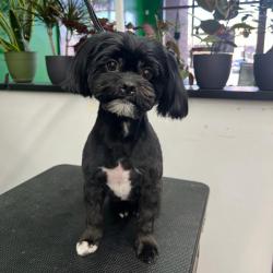 Lost Male Dog last seen Yuma and Sarival, Goodyear, AZ 85338