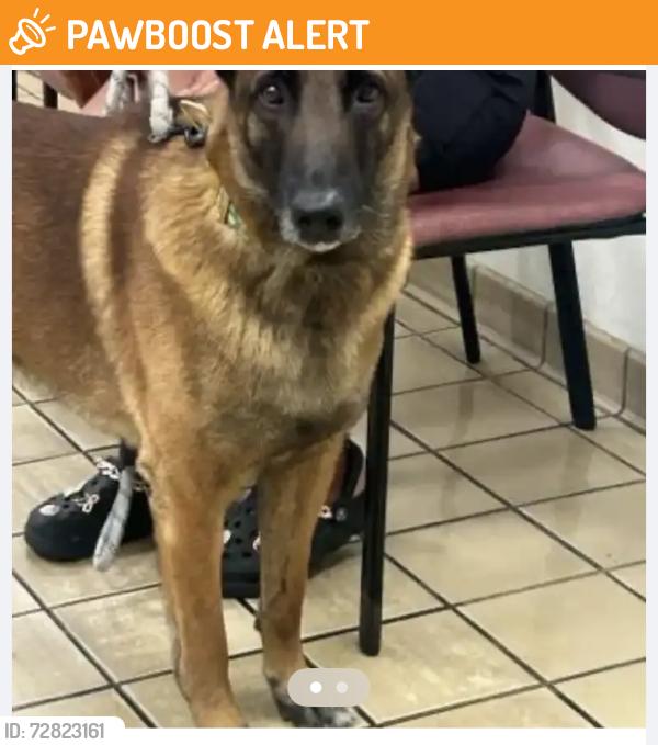 Found/Stray Male Dog last seen West Palm Beach near Okeechobee and Jog Road. , West Palm Beach, FL 33401