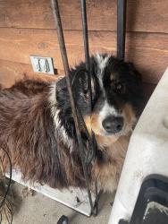 Found/Stray Unknown Dog last seen Steel Trap Road , Chesapeake, OH 45619