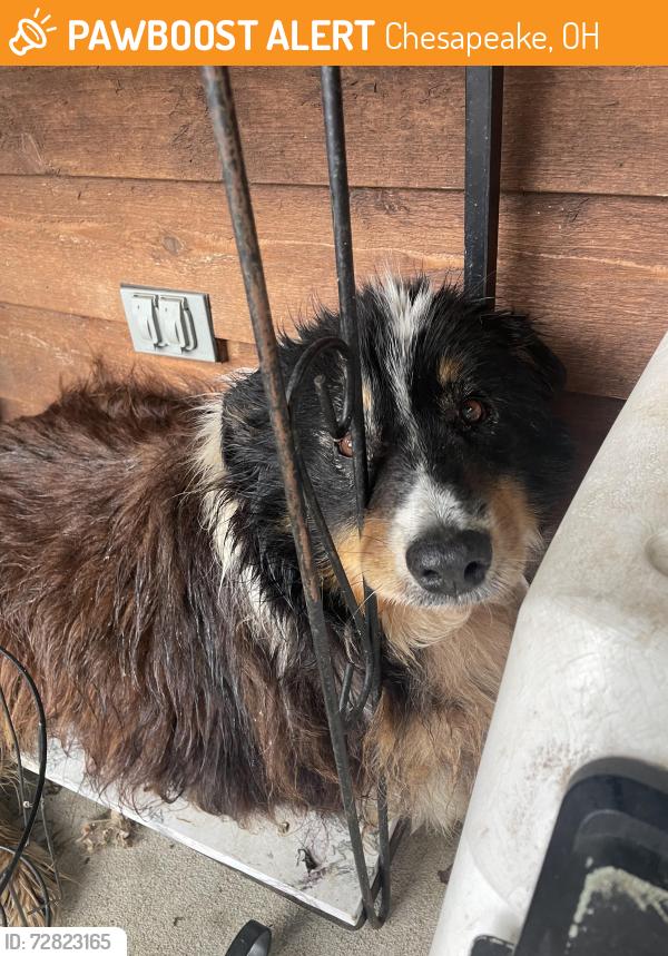 Found/Stray Unknown Dog last seen Steel Trap Road, Chesapeake, OH 45619