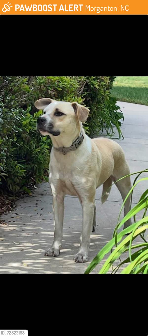 Found/Stray Male Dog last seen Mimosa Hills Dr Morganton NC, Morganton, NC 28655