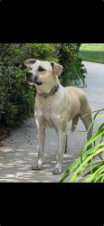 Found/Stray Male Dog last seen Mimosa Hills Dr Morganton NC, Morganton, NC 28655