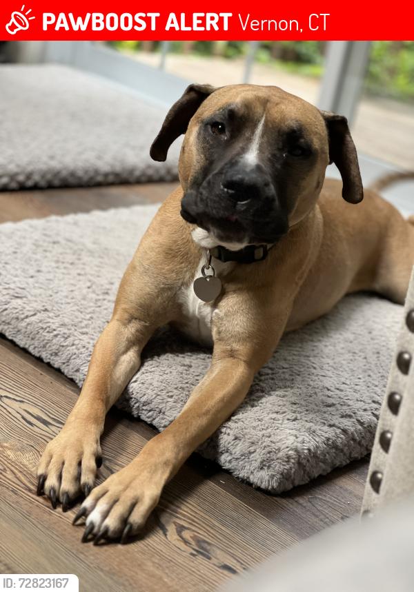 Lost Male Dog last seen Valley Falls Area, Vernon, CT 06066