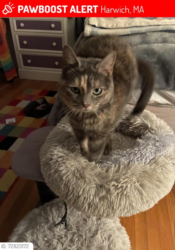 Lost Female Cat last seen Oyster pond neighborhood , Harwich, MA 02645