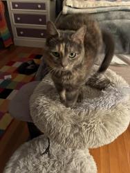 Lost Female Cat last seen Oyster pond neighborhood , Harwich, MA 02645