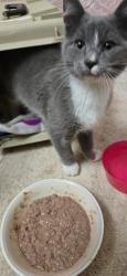 Found/Stray Male Cat last seen 4th st. NE BETHEL, East Bethel, MN 55005