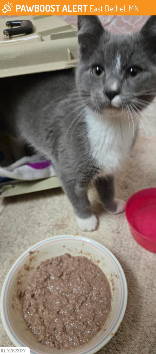 Found/Stray Male Cat last seen 4th st. NE BETHEL, East Bethel, MN 55005