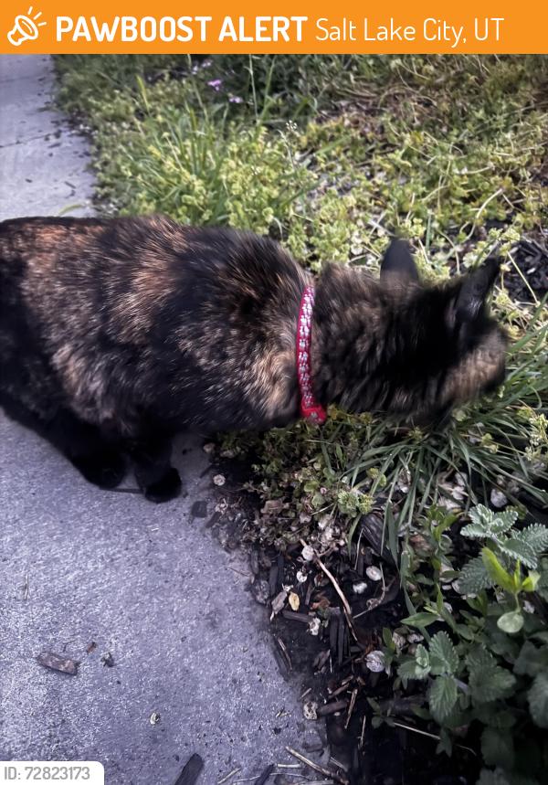 Found/Stray Female Cat last seen Near E Herbert Ave, Salt Lake City, UT 84111