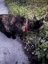 Found/Stray Female Cat last seen Near E Herbert Ave, Salt Lake City, UT 84111