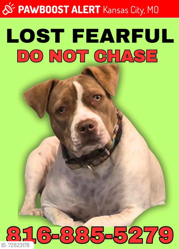 Lost Female Dog last seen 86th & Chatham , Kansas City, MO 64154