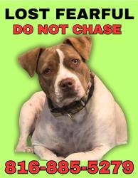 Lost Female Dog last seen 86th & Chatham , Kansas City, MO 64154