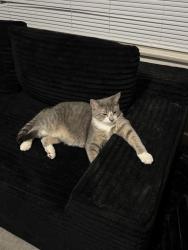 Lost Male Cat last seen I live in between Jackman and Upton like on one of the side streets , Toledo, OH 43613