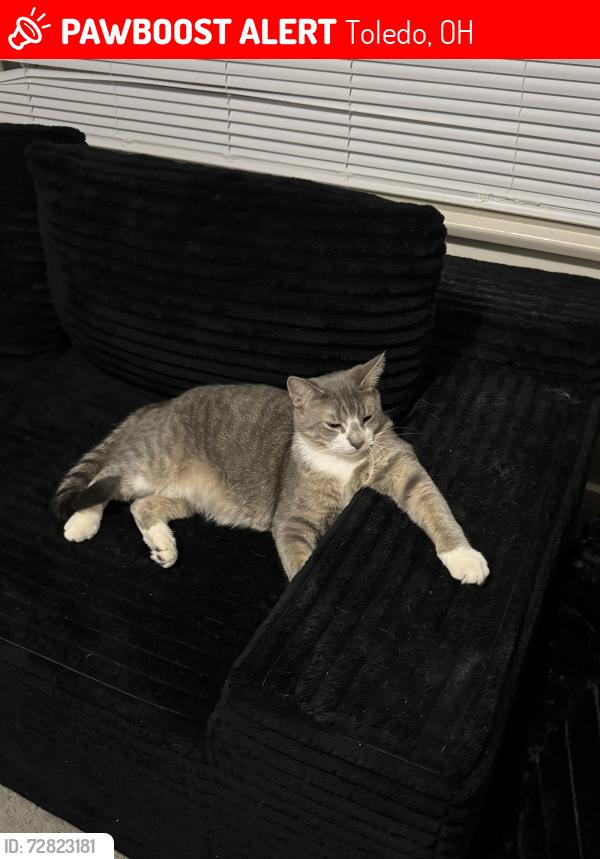 Lost Male Cat last seen I live in between Jackman and Upton like on one of the side streets , Toledo, OH 43613