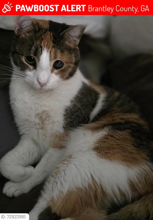 Lost Female Cat last seen Across from RV's and Tiny s, Brantley County, GA 31566
