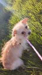 Found/Stray Female Dog last seen Humboldt park 60647, Chicago, IL 60651