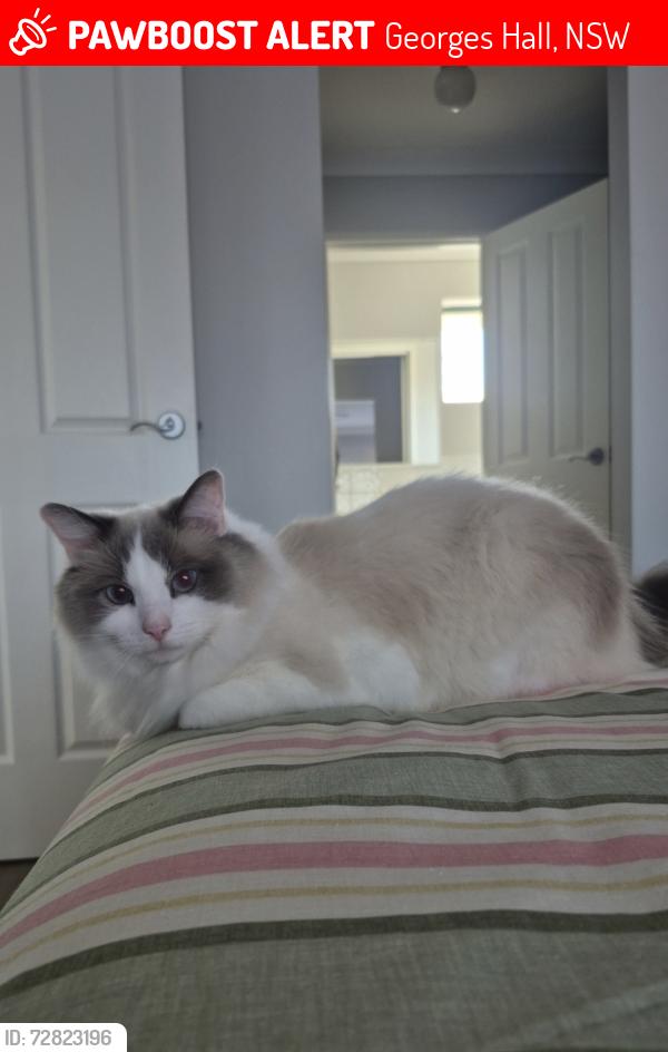 Lost Female Cat last seen Birdwood road, Georges Hall, NSW 2198
