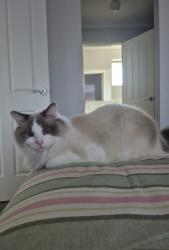 Lost Female Cat last seen Birdwood road, Georges Hall, NSW 2198