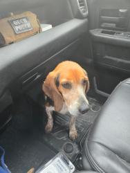 Found/Stray Male Dog last seen Brock and Walker , Bunnlevel, NC 28323