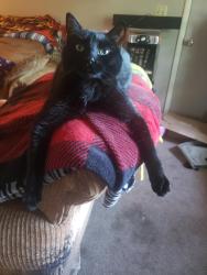 Lost Male Cat last seen Gregg Bruce Auto, Baldwin City, KS 66006