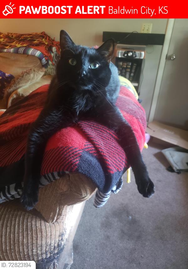 Lost Male Cat last seen Gregg Bruce Auto, Baldwin City, KS 66006