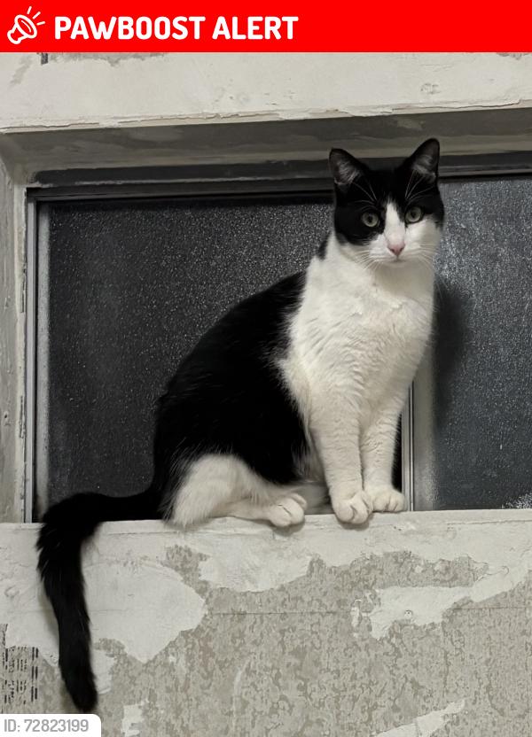 Lost Male Cat last seen Winston manor park , South San Francisco, CA 94080